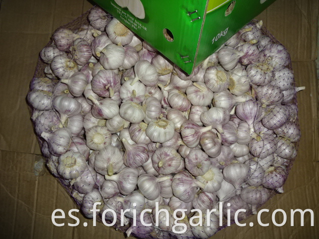 Regular White Garlic